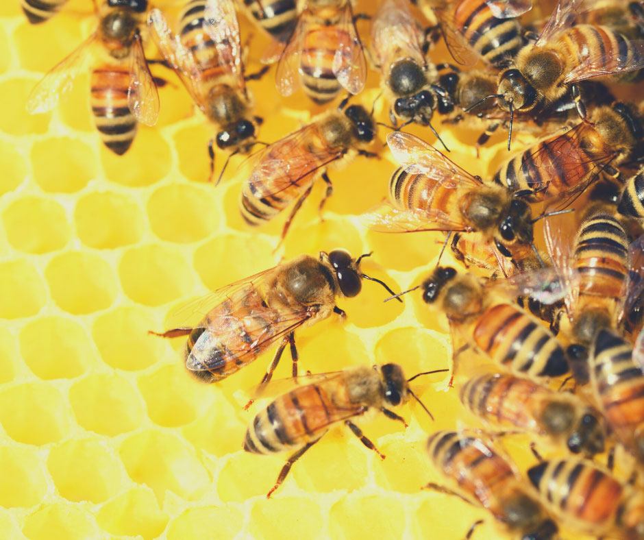 bees