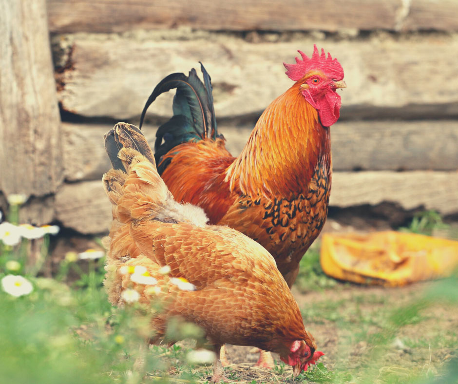 chicken